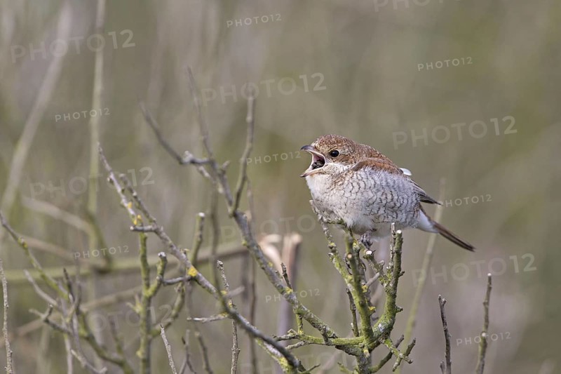 Red-backed Shrike