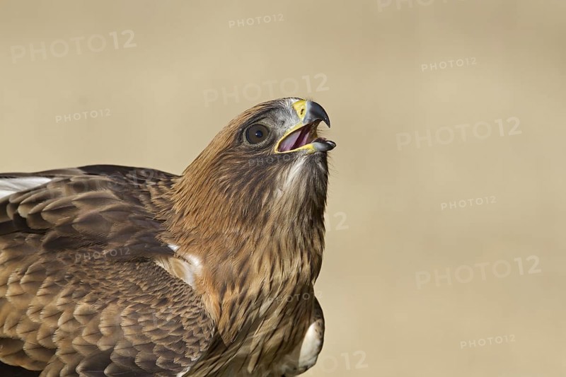 Booted Eagle