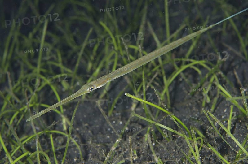 Blue-spotted Cornetfish