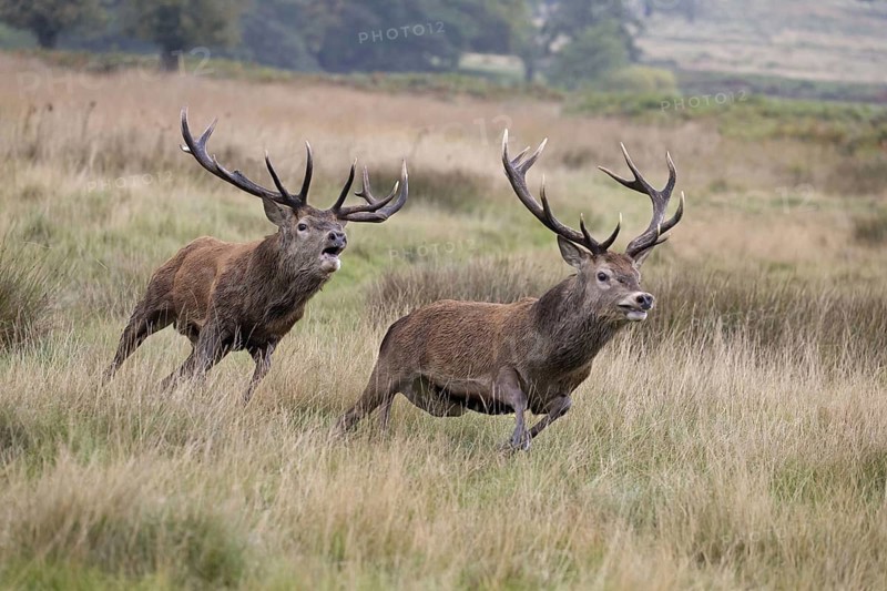Red deer