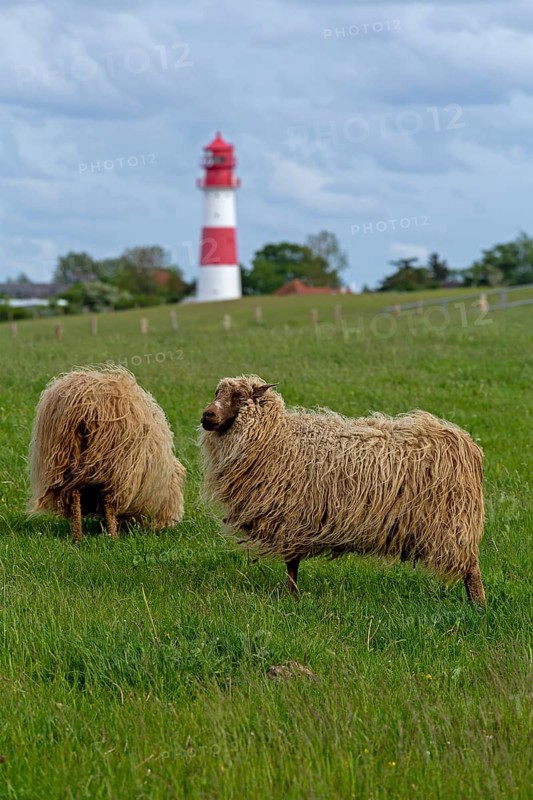 Norwegian sheep on the dike