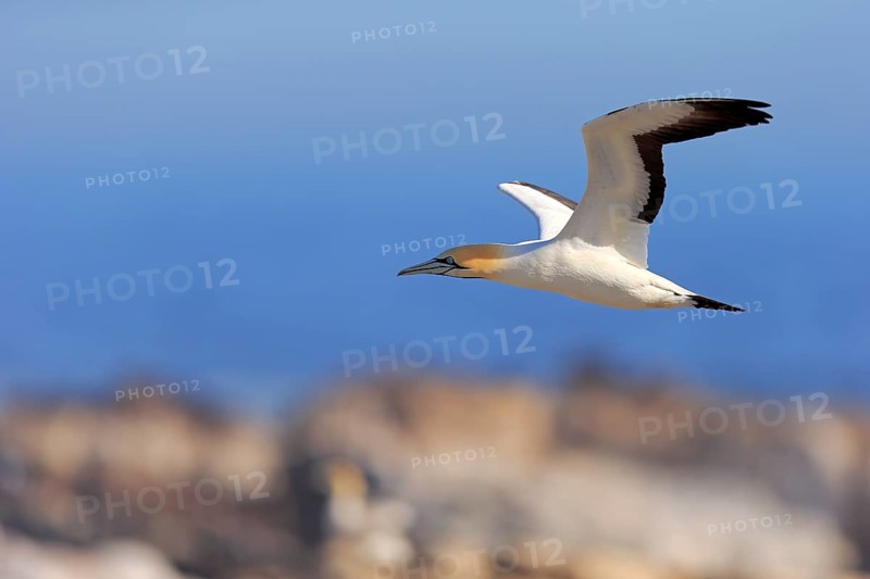 Cape Gannet