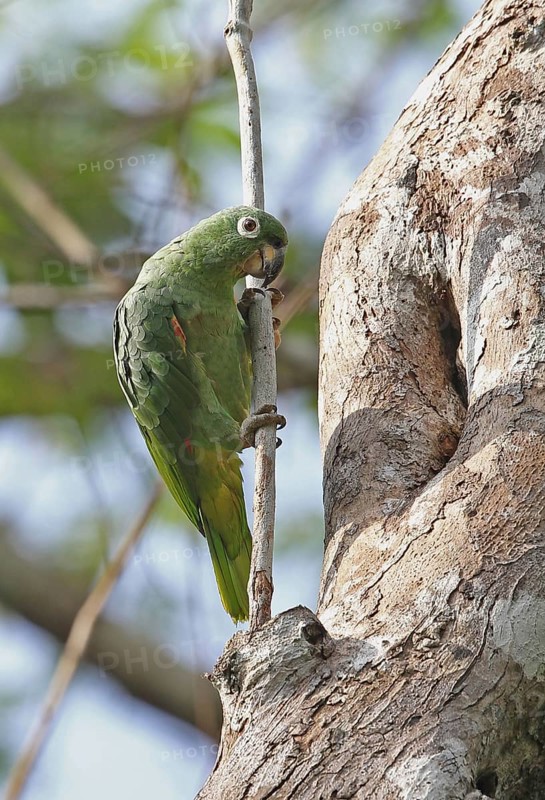 Mealy southern mealy amazon