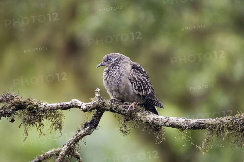 Galapagos dove