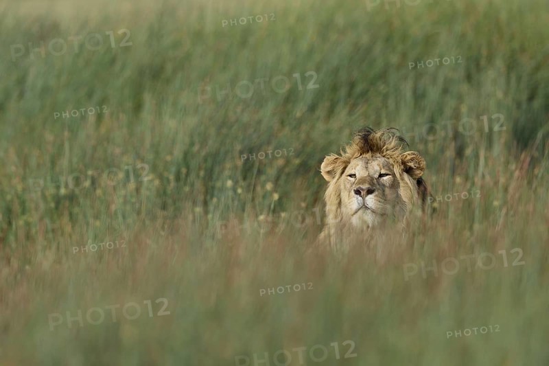 Masai Lion