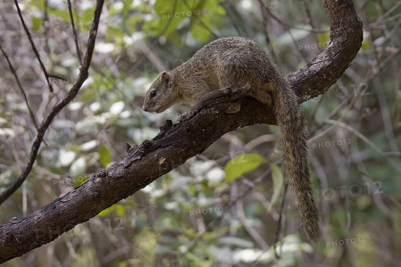 Ochre-footed Bush Squirrel