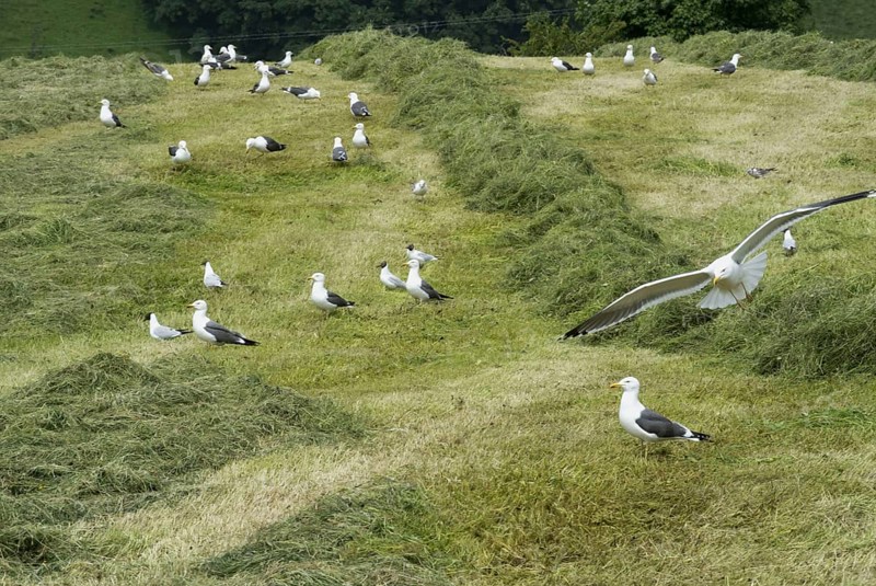 Lesser Black-backed Gull