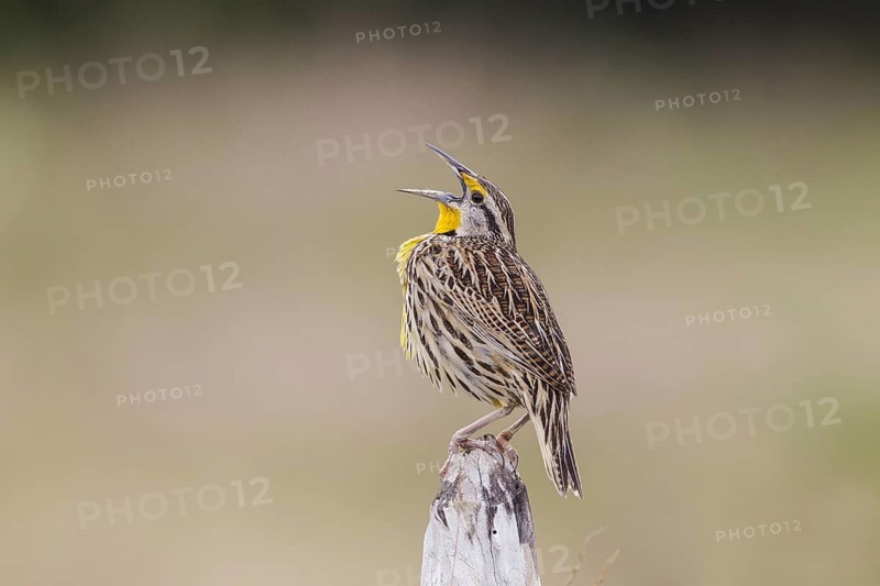 Eastern Meadowlark