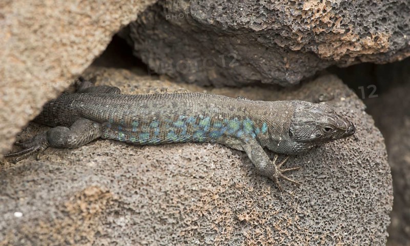 Eastern Canary Lizard