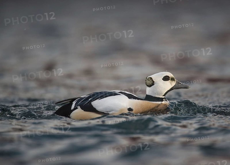 Steller's steller's eider