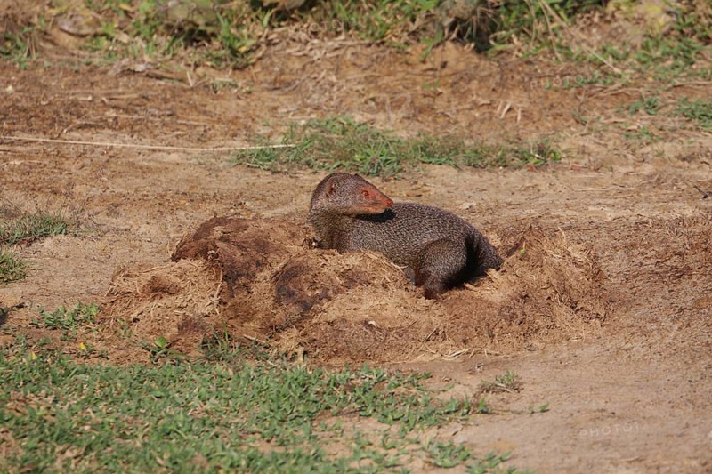 Zeylandicus