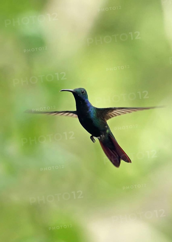 Black-throated Mango