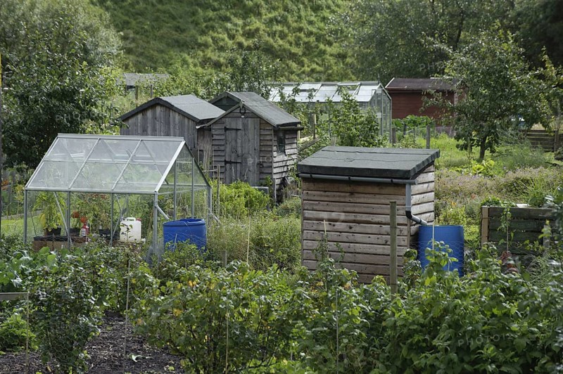 Sheds and greenhouses with rainwater butts on allotment