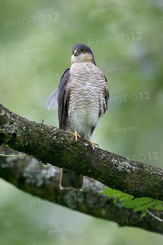 Eurasian Sparrowhawk