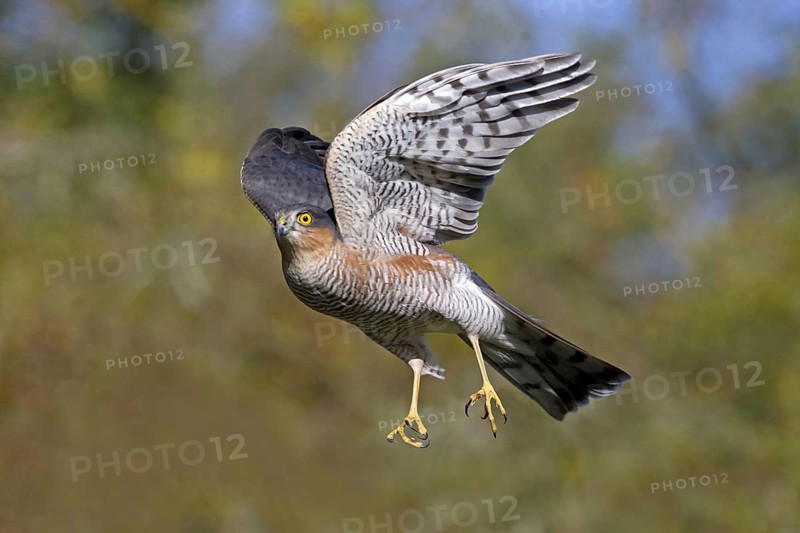 Eurasian Sparrowhawk