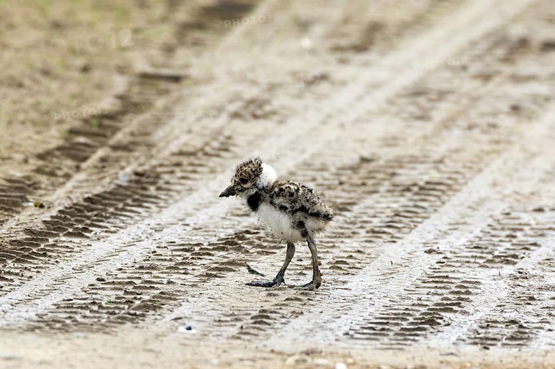 Very young northern lapwing