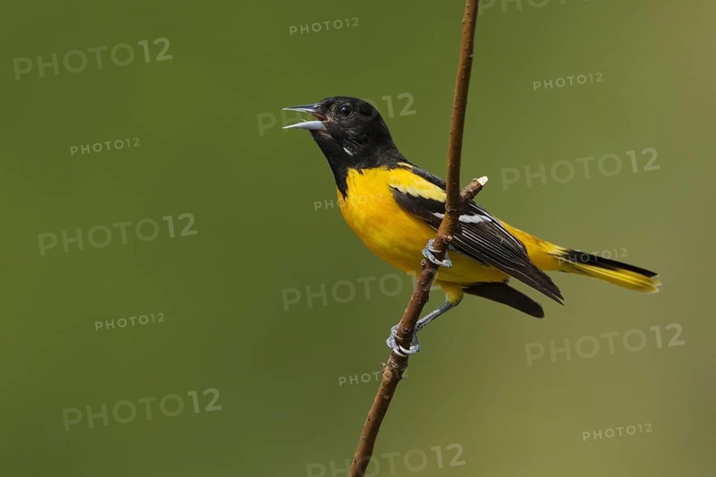 Baltimore baltimore oriole