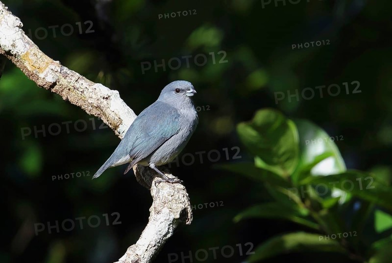 Jamaican Euphonia