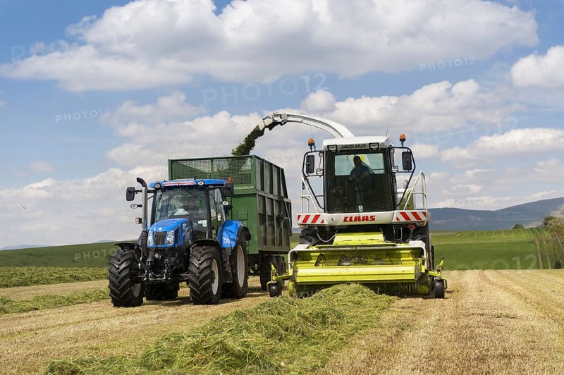 Claas Jaguar self-propelled forage harvester chopping grass and loading New Holland tractor with trailer for silage to be used as cattle feed