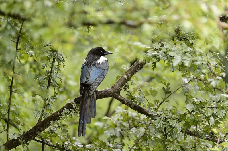 European magpie