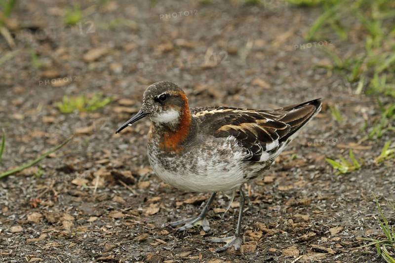 Red-necked phalarope