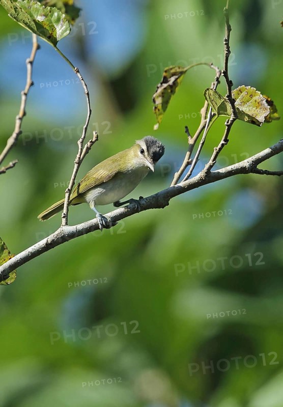 Chivi Vireo
