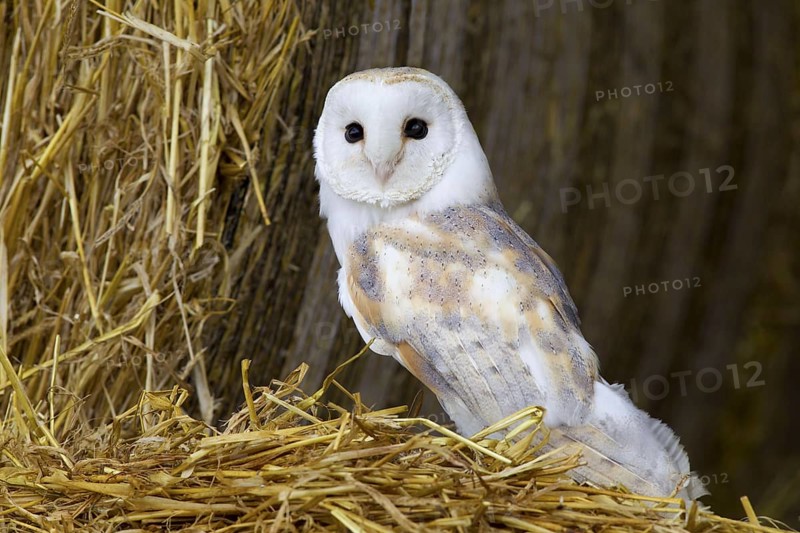Common barn owl