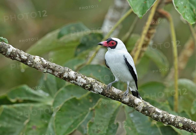 Masked tityra