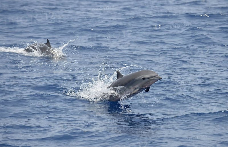Fraser's Dolphin