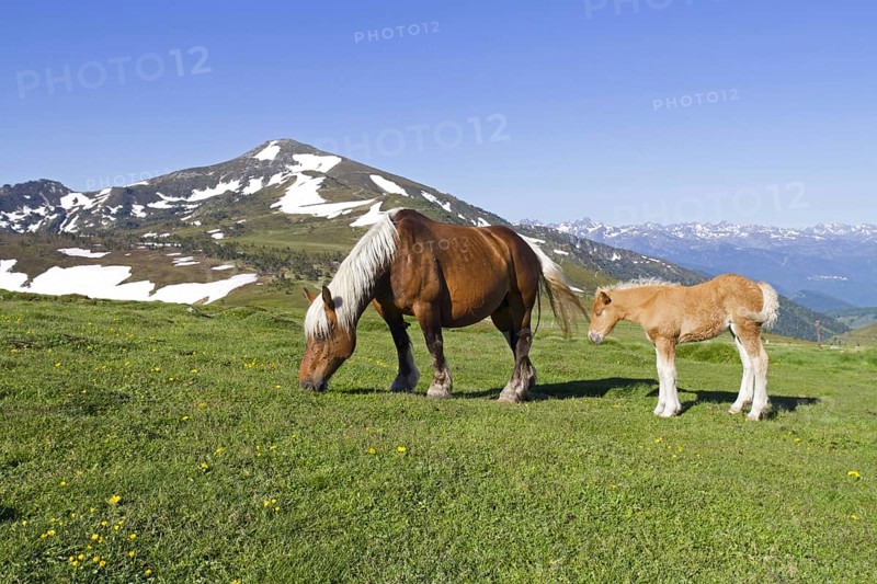 Comtois horse