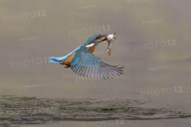 Common kingfisher