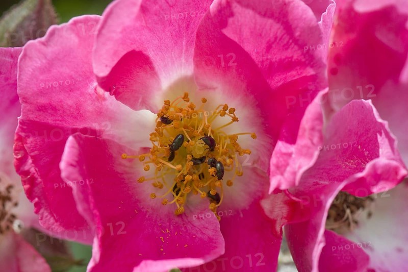 Brassicogethes aeneus