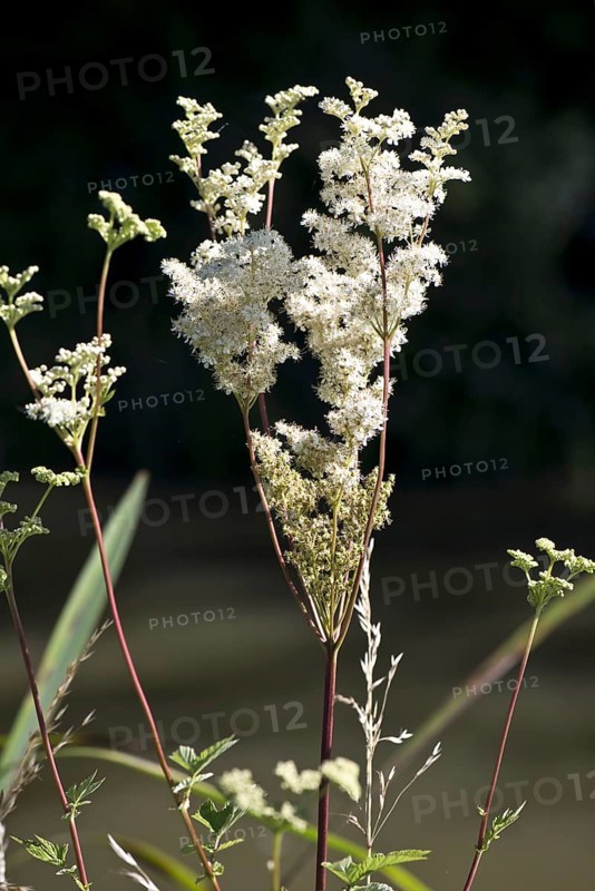 Spiraea ulmaria