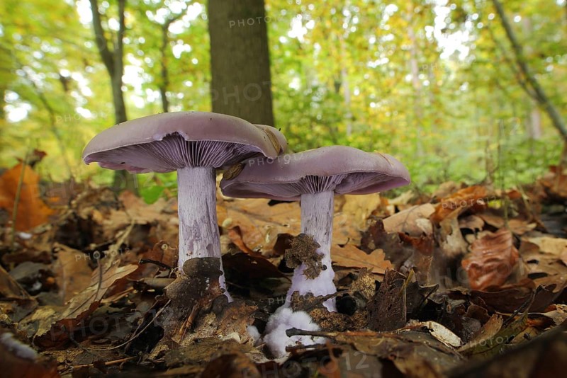 Two violet red chanterelles