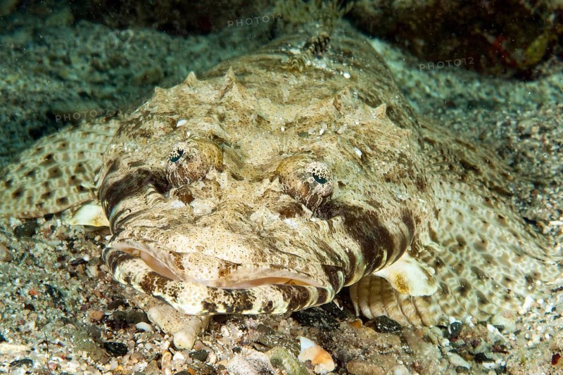 Carpet flathead