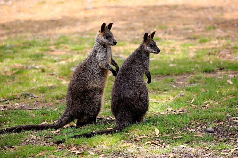 Swamp Wallaby
