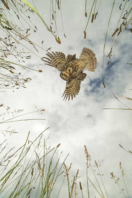 Little Owl