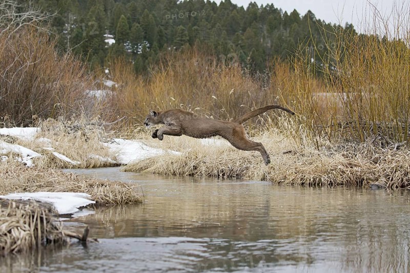 Cougar