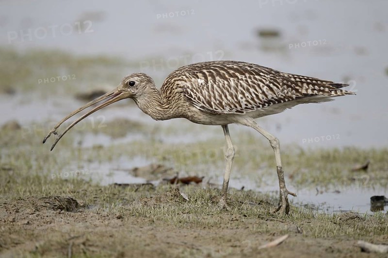 Great Curlew