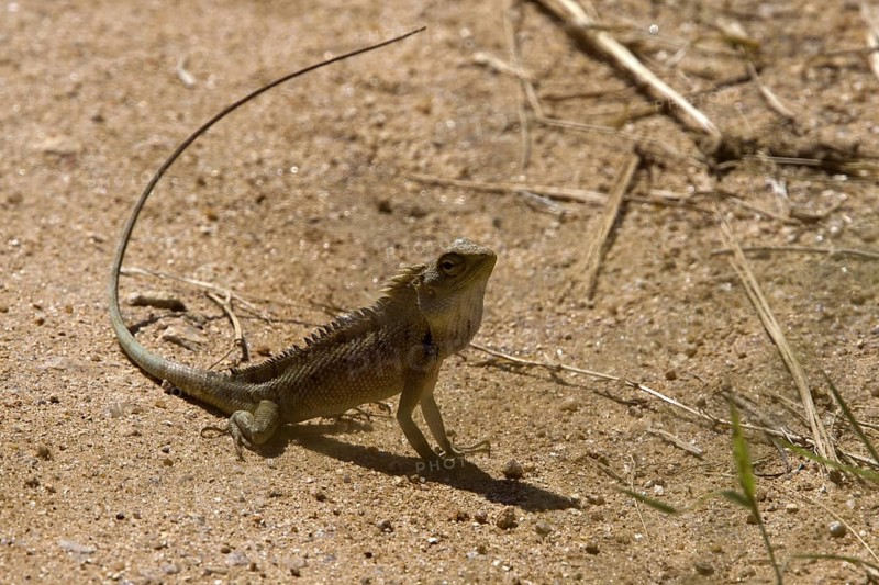 Beautiful Lizard