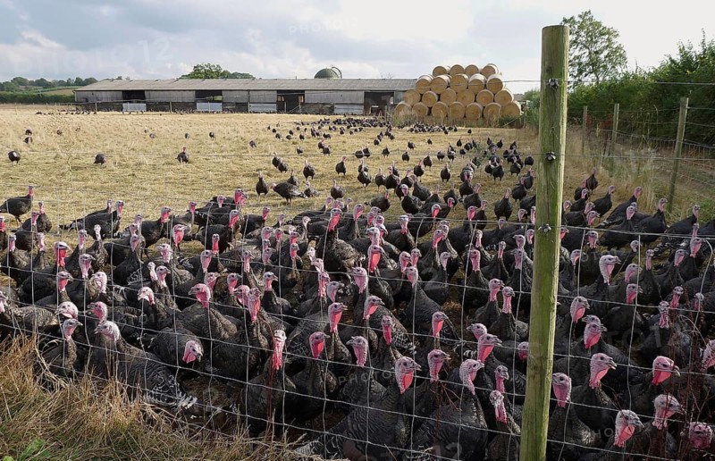 Domestic Turkey