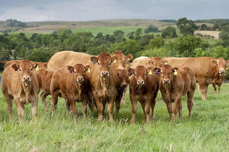 Domestic cattle