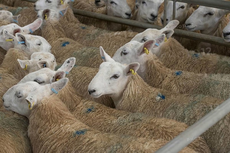 Domestic sheep