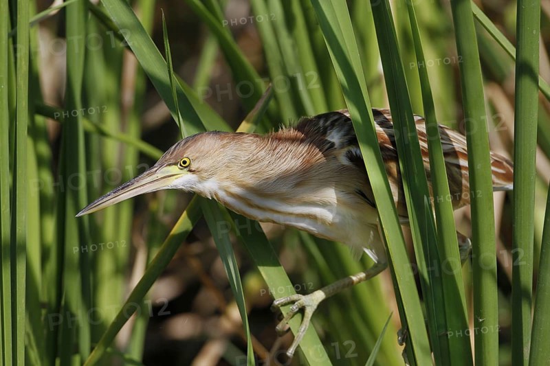 Yellow Bittern