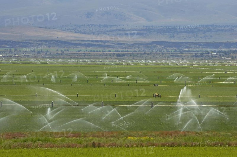 Irrigation of crops with automated system