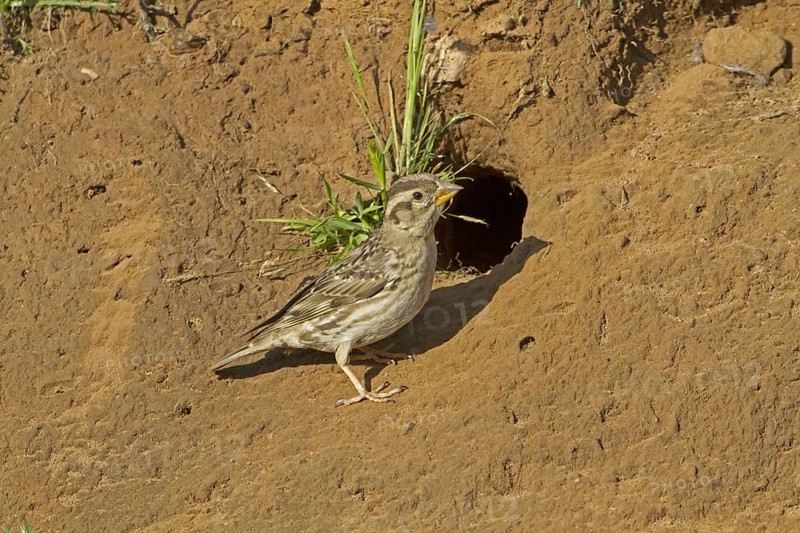 Rock Sparrow