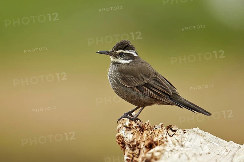 Stripe-breasted Cinclodes
