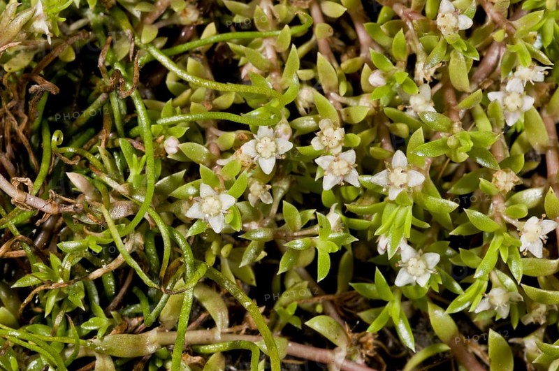 New Zealand Pygmyweed