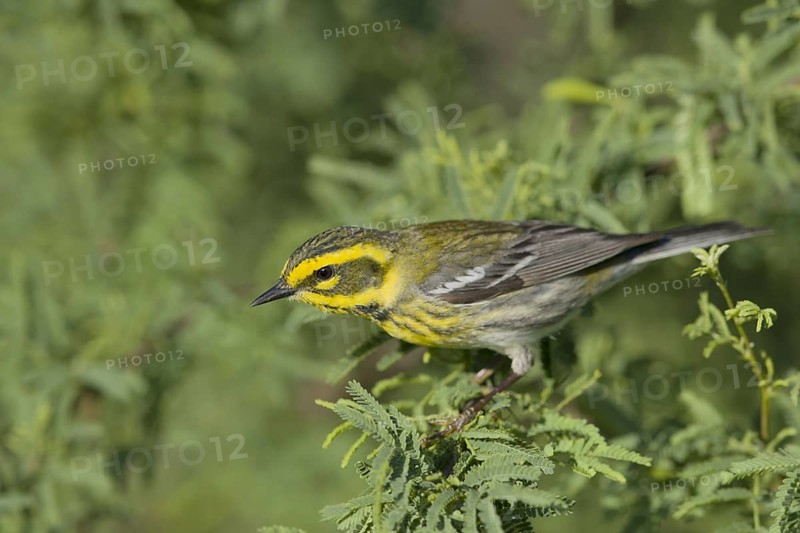 Townsend's Warbler