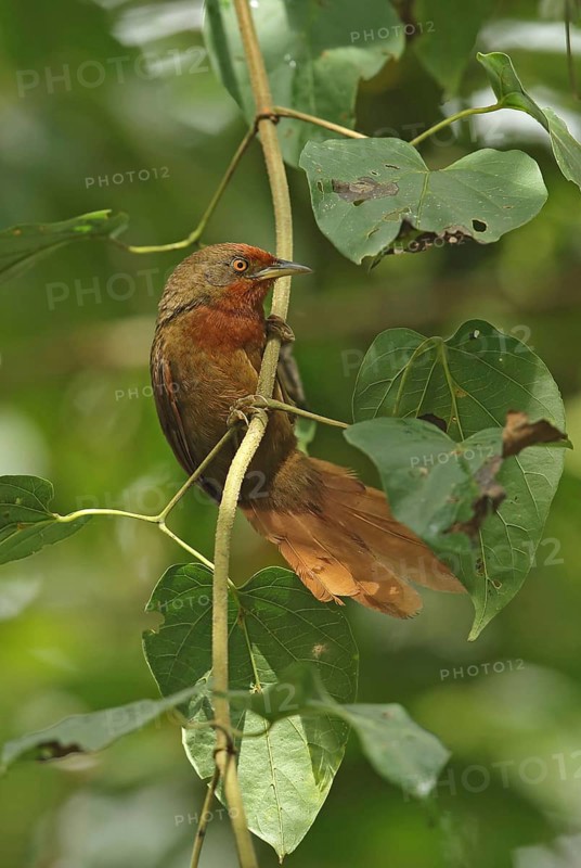Orange-eyed Thornbill
